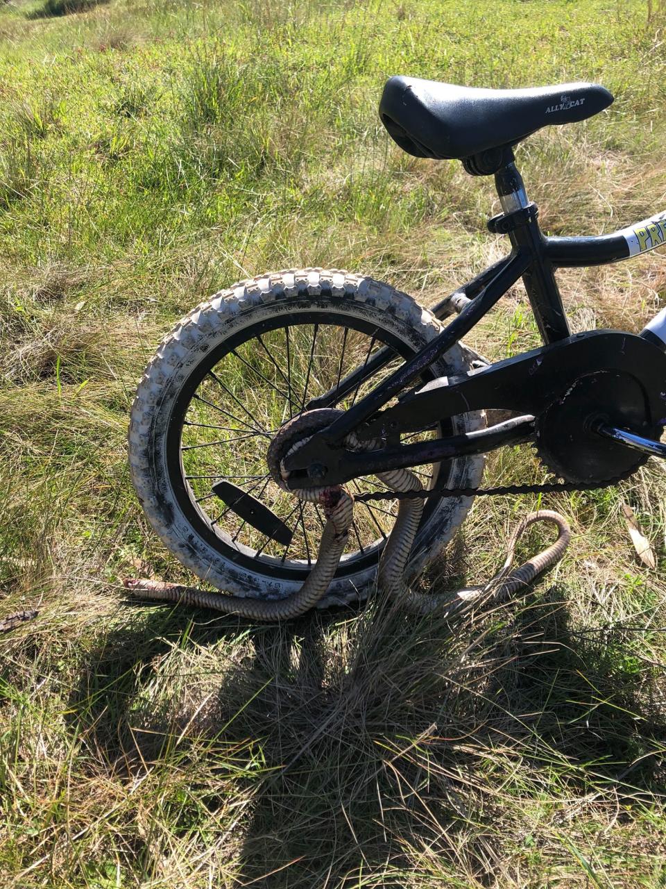 Kate Nolan's son was riding his bike when the snake struck out. Source: Facebook