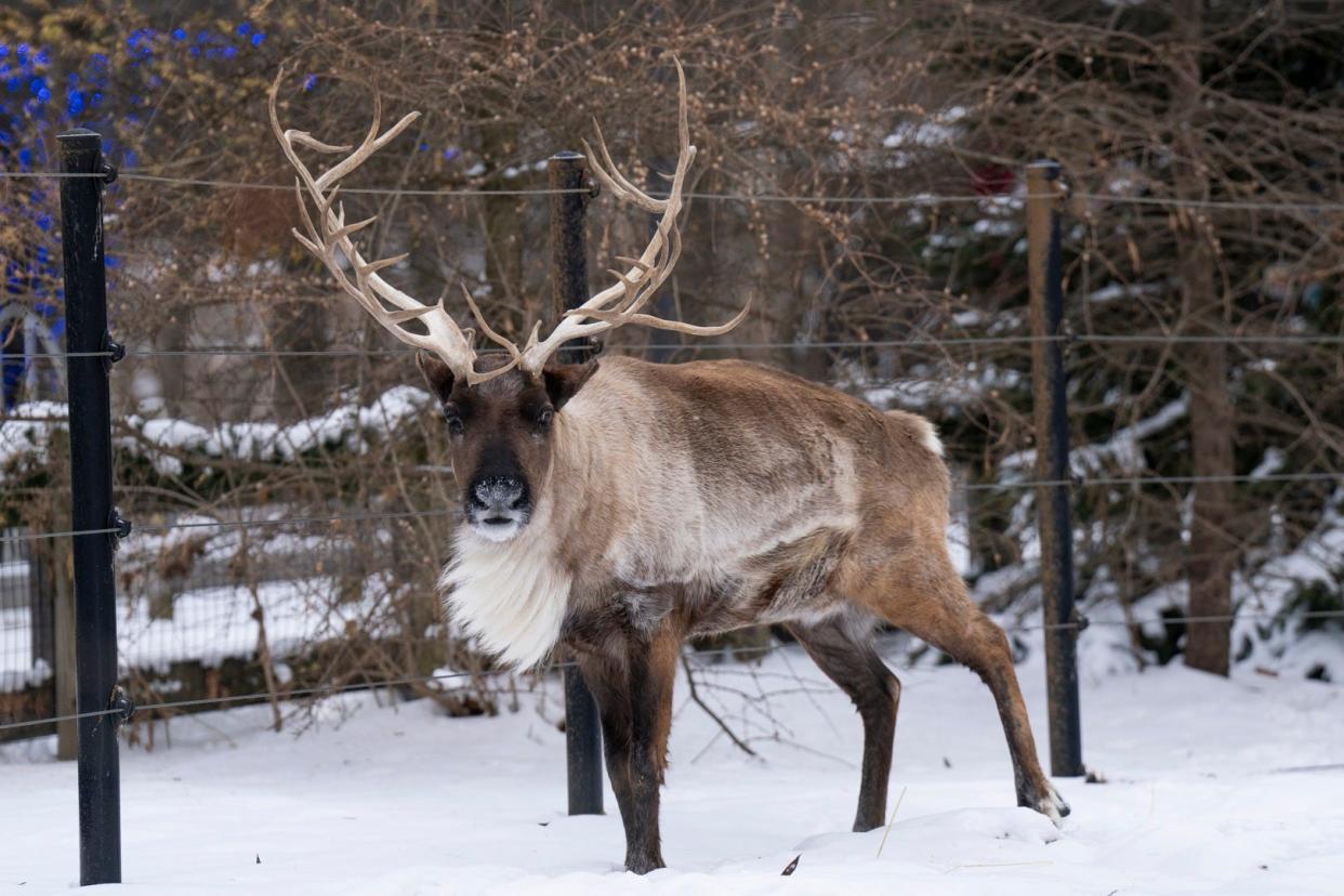 Sugar Plum, a reindeer at the Columbus Zoo for more than 11 years, had to be euthanized because zoo officials say she suffered from degenerative joint disease.
