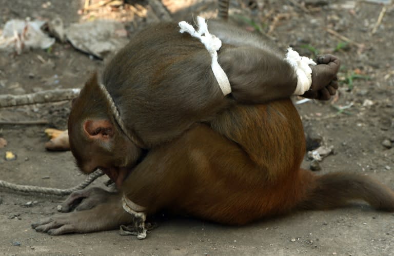 A captured monkey tries to untie the cord around its ankles after capture in Mumbai on Febraury 5, 2016