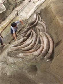 金沙遺址是世界上出土金、玉器最豐富，象牙最密集的遺址。（圖／翻攝自金沙遺址官網）