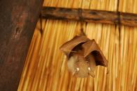 A fruit bat hangs from a hut roof in Kruger National Park near Hazyview, Mpumalanga, South Africa.