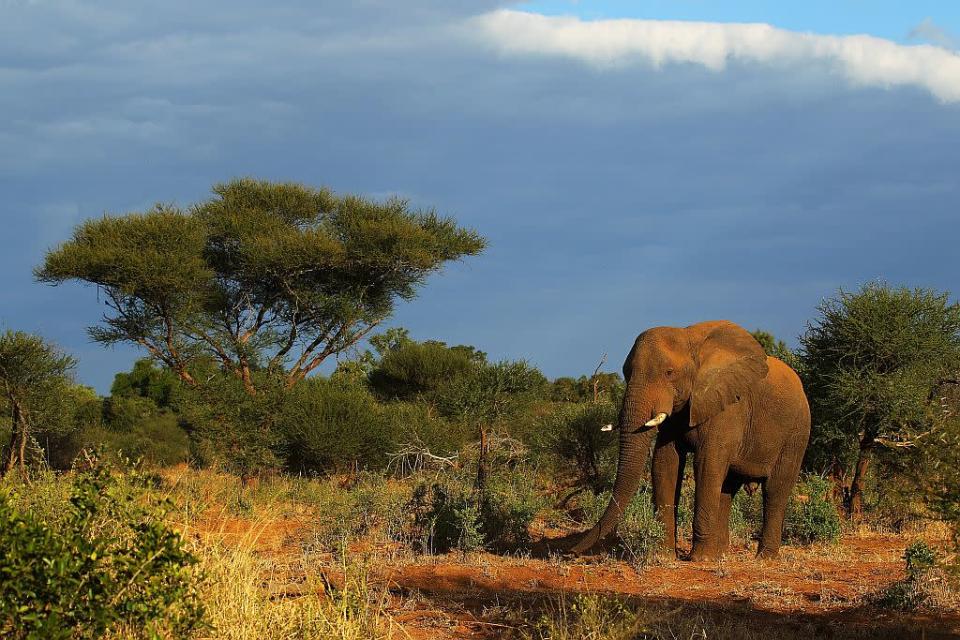 Travel Wildlife South Africa Kruger National Park