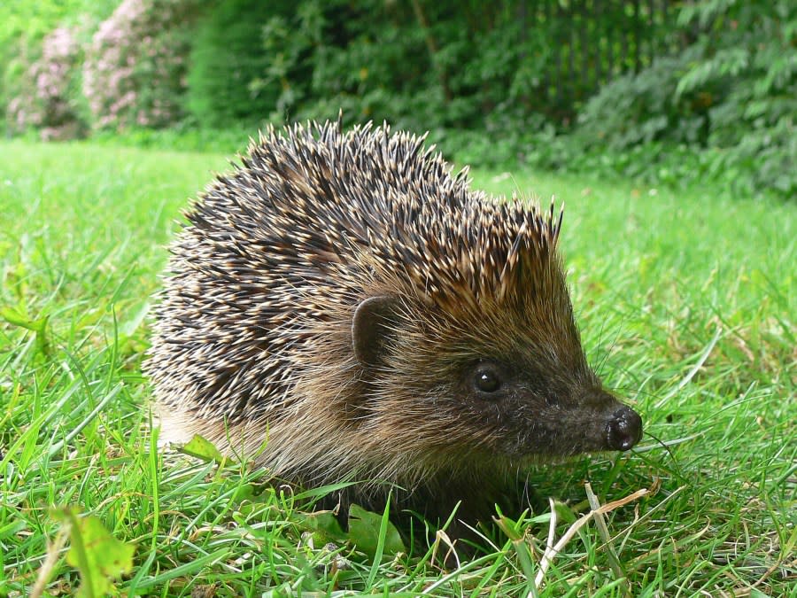 Hedgehog sitting on green grass.