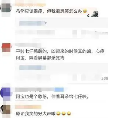 中國貓熊阿寶的耳朵被另一隻貓熊咬成V型，有網友說雖然看起來很痛，但忍不住笑出來。翻攝齊魯新聞