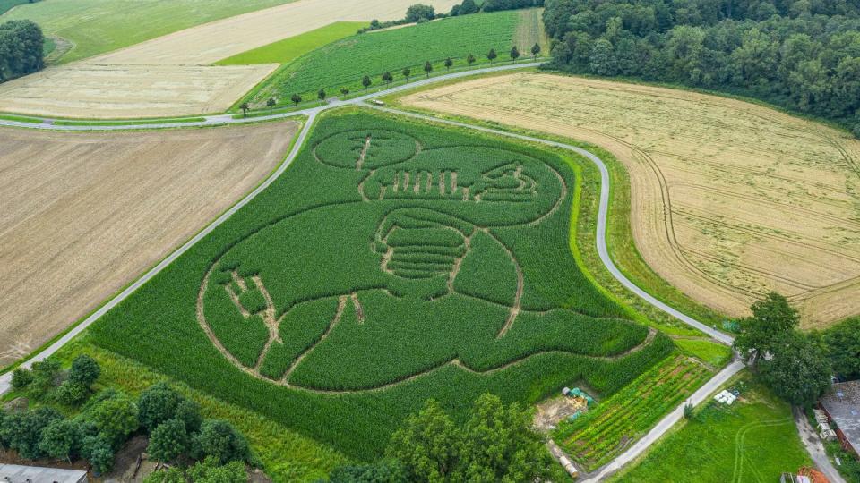 Der Landwirt Benedikt Lünemann fräste in sein Maisfeld ein riesiges Labyrinth. (Bild: dpa)