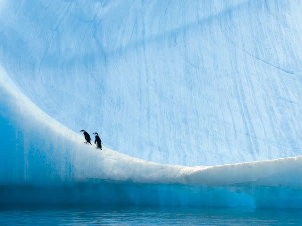 Young chinstrap penguins rest on an iceberg near Anvers Island, Antarctica. These penguins, which rely less on sea ice than other species do for their survival, have thrived as climate change has warmed the ocean around Antarctica.