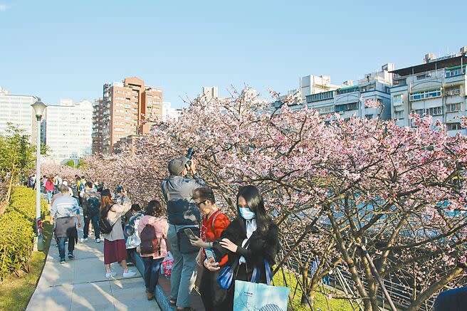 北市內湖樂活公園內溝溪沿岸寒櫻、昭和櫻、八重櫻等多種品種的300多株櫻花相繼盛開，可見粉紅櫻花河的浪漫景致。（張薷攝）