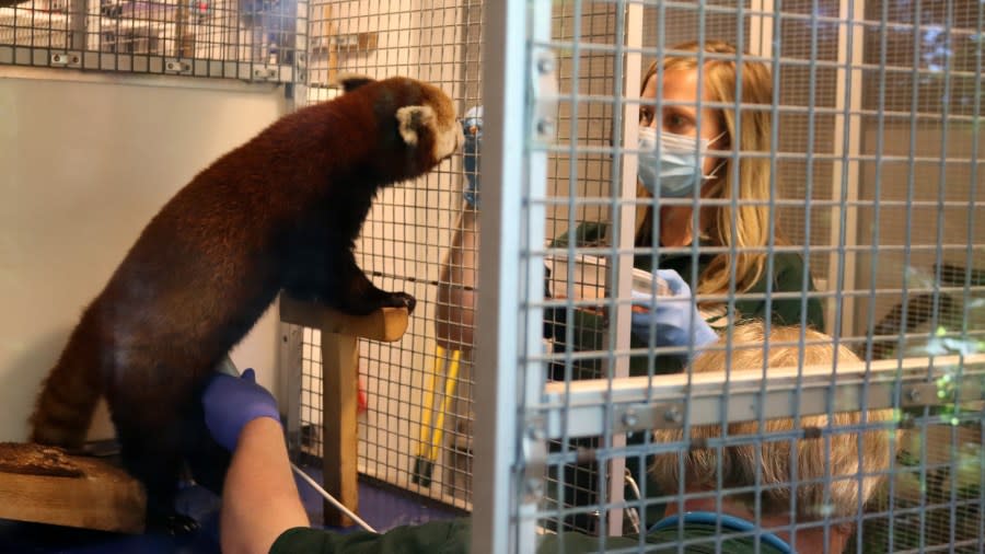 John Ball Zoo red panda Wasabi gets an ultrasound. (June 12, 2020)