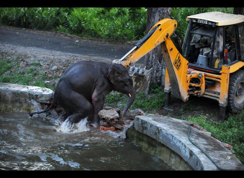 Indian army personnel use a bulldozer during a rescue mission to save a wild elephant trapped in a water reservoir tank at Bengdubi army cantonment area some 25 kms from Siliguri on August 30, 2011. A wild elephant fell into the water reservoir tank as a herd crossed the area. Army personnel of 16 Field Ammunition Depot along with wildlife elephant squad of Mahananda wildlife sanctuary joined forces to save the animal.