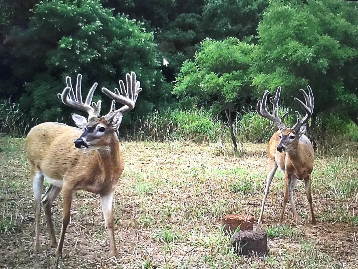 should kansas ban baiting for deer 1