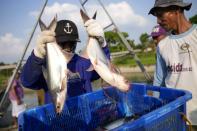 Workers place catfish into a basket as they harvest a pond at a fish farm in Belitang, South Sumatra, Indonesia, Sunday, July 23, 2023. Indonesia’s rise to become the world’s third-largest producer of farmed seafood brought destruction to nearby shorelines. Mangroves, which protect the coast and act as nurseries for a host of aquatic species, were ripped out. (AP Photo/Dita Alangkara)