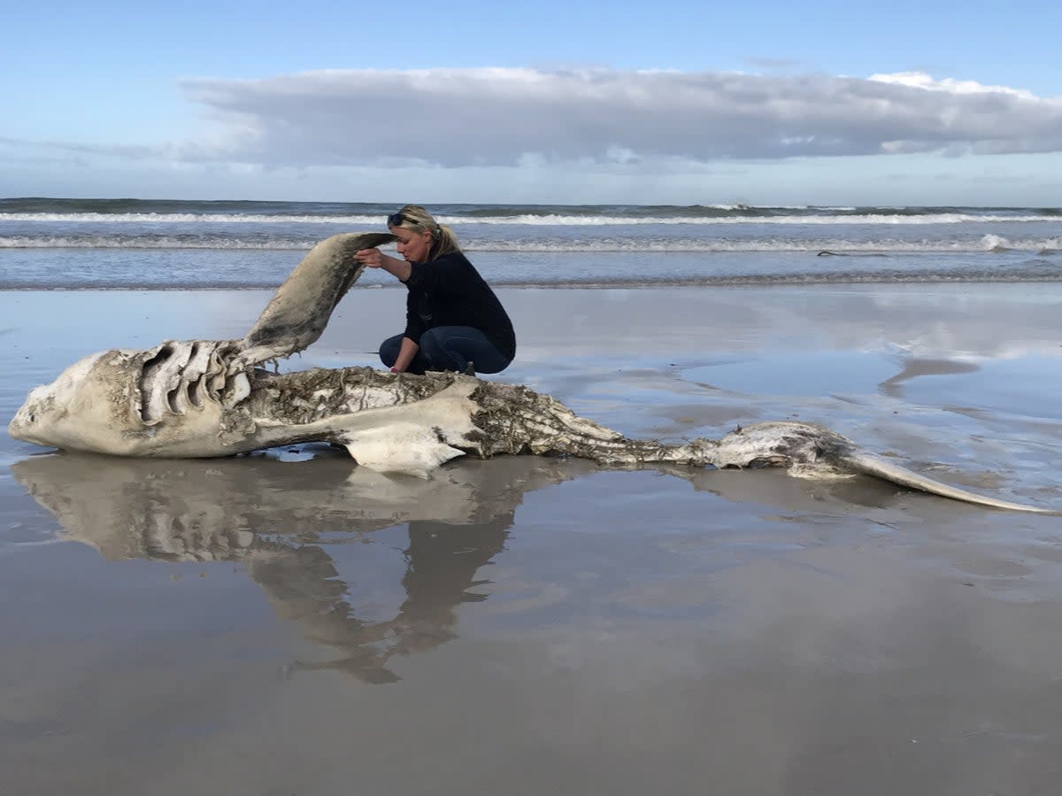 Lead author of the research, Alison Towner, with the carcass of a great white shark, washed up on shore following a killer whale attack (Marine Dynamics/Dyer Island Conservation Tust/ Hennie Otto)