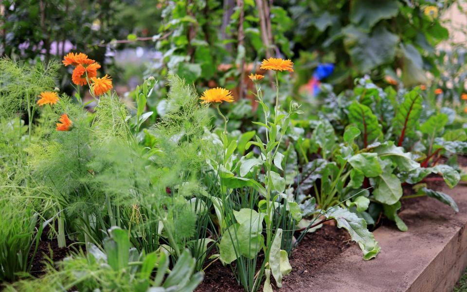 RHS Hampton Court Palace Gardens medals - Oliver Dixon