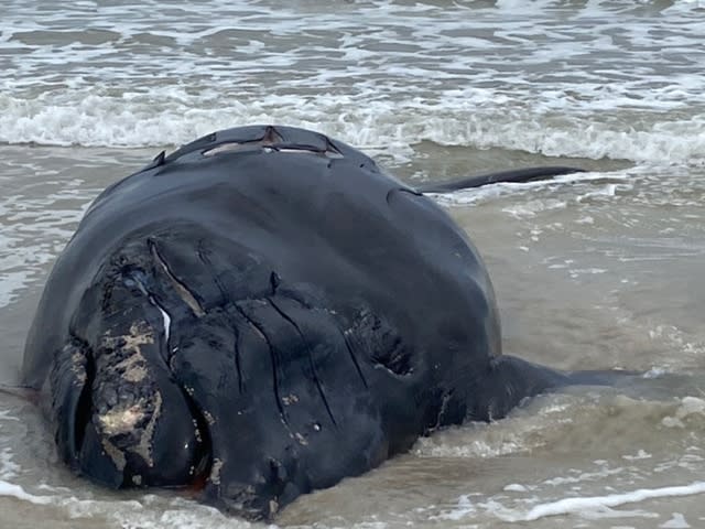 This photo provided by Anastasia State Park shows a baby whale that washed ashore at Anastasia State Park near St. Augustine, Fla., Saturday, Feb. 13, 2021. The plight of endangered right whales took another sad turn Saturday, when a baby whale, possibly two months old, washed ashore on a Florida beach with telltale signs of being struck by a boat. (Anastasia State Park via AP)