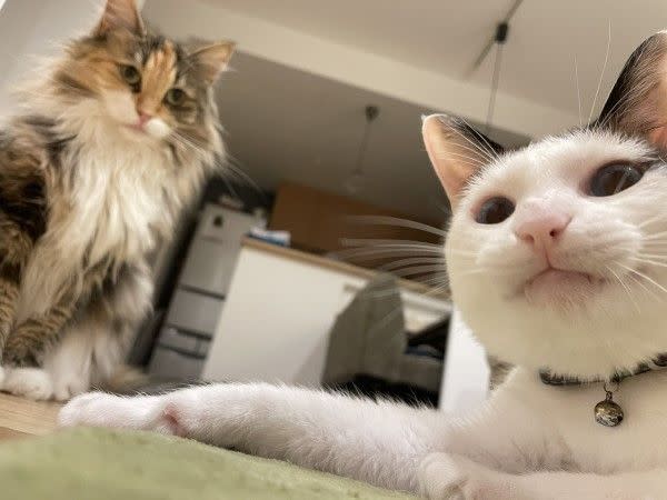 ▲推主家裡養了兩隻貓咪，其中右邊的「Tsukune（つくね）」有個特殊的習慣。（圖／推特帳號tsukune216）