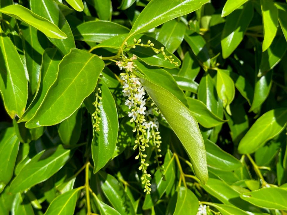 Fiddlewood flowers against glossy green foliage.