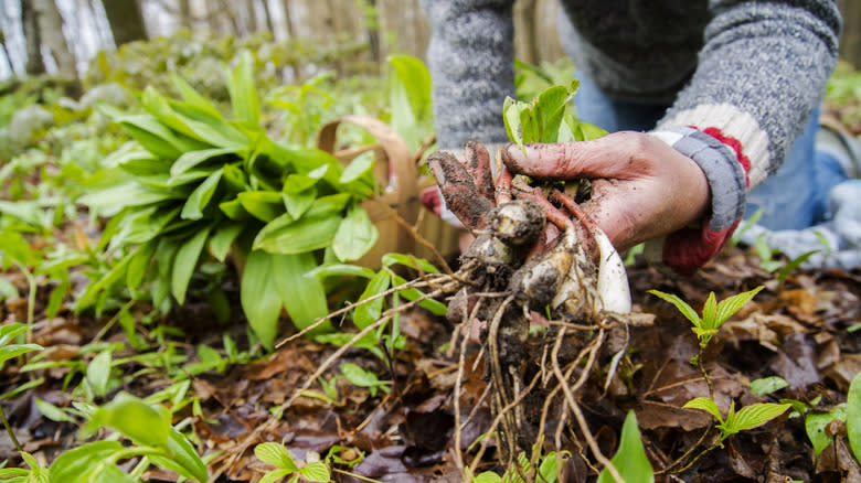 A hand holding several freshly harvested leeks