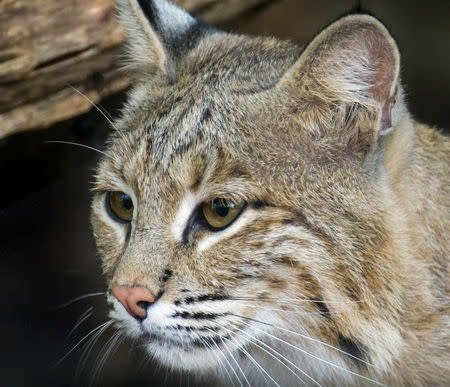 The wild-born bobcat, Ollie, a 25-pound (11-kg) female bobcat escaped from Washington's National Zoo, and was last seen during a routine daily count Monday morning zoo officials said, while warning area residents not to approach the brownish animal if they see her, in this undated handout photo, in Washington, D.C., January 30, 2017. Washington's National Zoo/Handut Via REUTERS