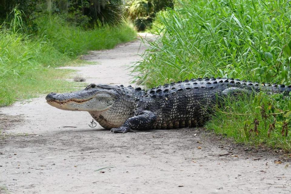 El cocodrilo se demoró más de 15 minutos en atravesar el estrecho sendero de la Reserva Circle B Bar, dijo la fotógrafa de la vida silvestre, Michelle Siefken.