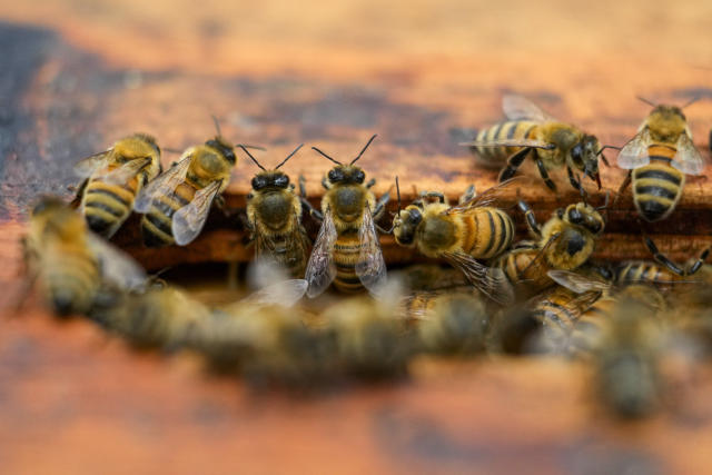 Maryland Today  Today's Honey Bees Live Only Half as Long as '70s…