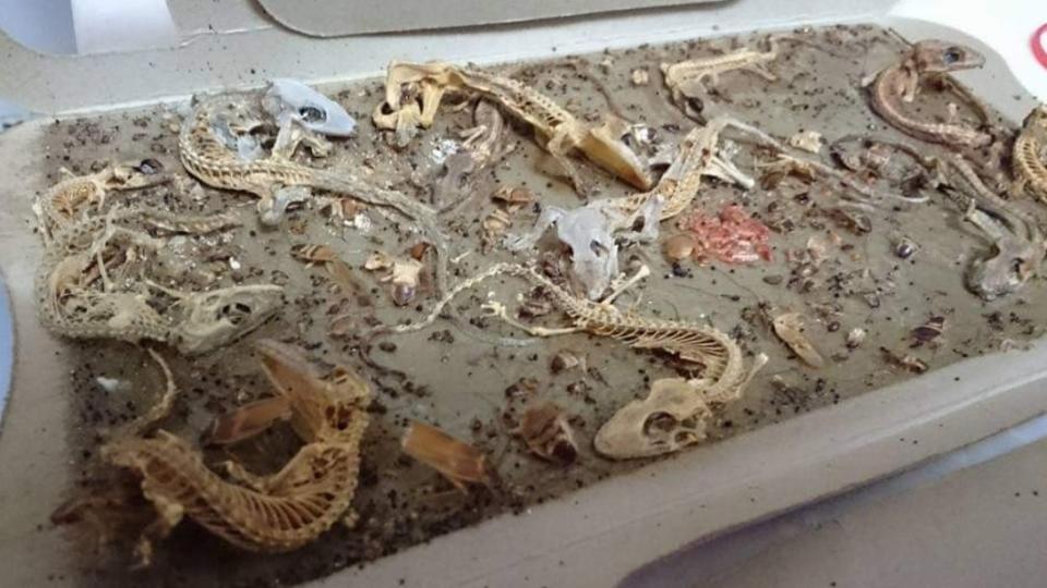 蟑螂屋上有數十隻壁虎遺骸。（圖／翻攝自「 路上觀察學院」）