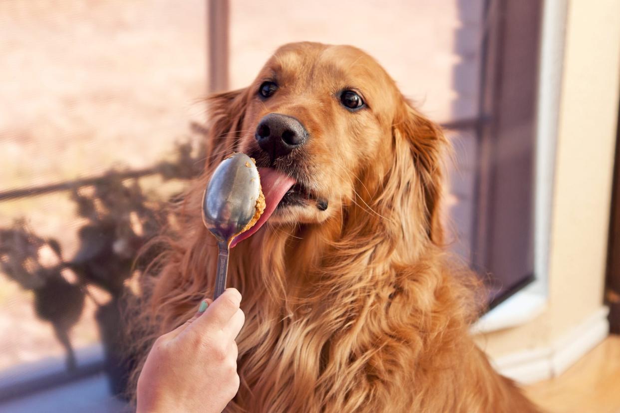 dog licking peanut butter off of a spoon