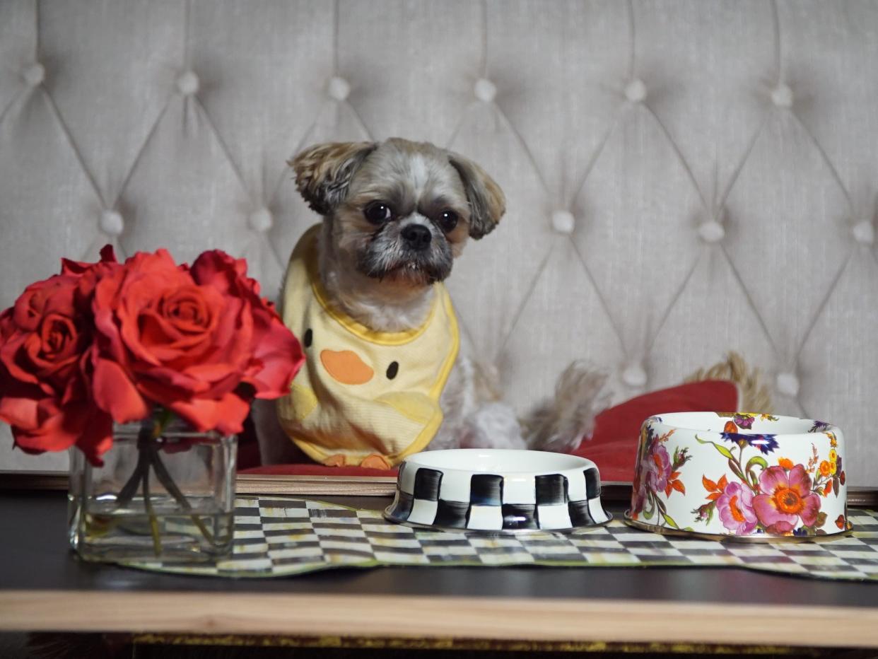 A dog sits down to a gourmet meal on November 25, 2016 in New York City.