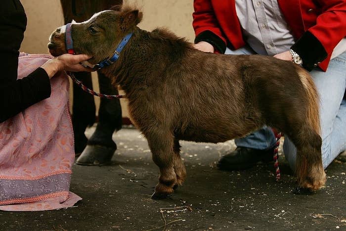 people petting a mini horse