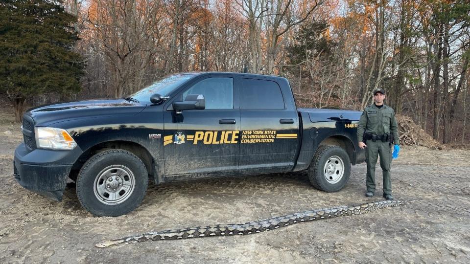 A 14-foot-long python was found on the side of the road in the town of Medford.