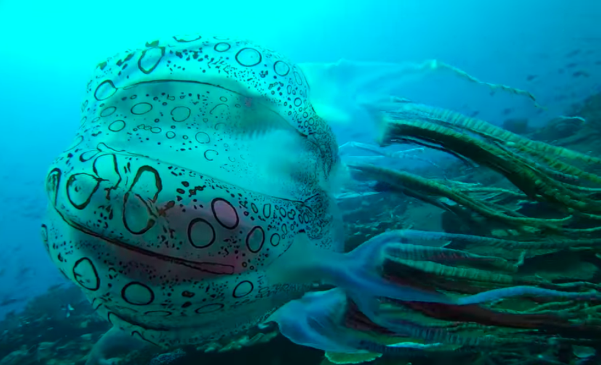  The jellyfish had different markings, was much larger, and had other technical differences to Chirodectes maculatus (Scuba Ventures - Kavieng Facebook page)