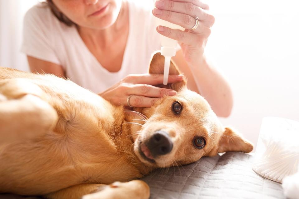 Women puts eardrops in blond terrier mix's ear while they lay down