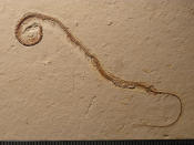 The, entire skeleton of <i>Tetrapodophis</i> with its head ending in a curly-q on the left.