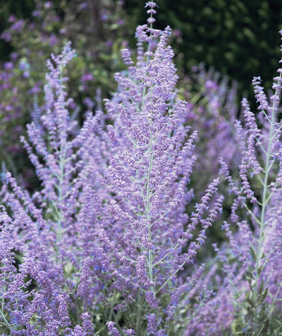 Russian Sage (Perovskia atiplicifolia)