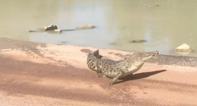 Crocodile filmed nicking barramundi from daring fishermen