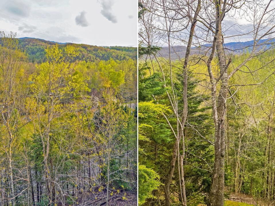 Two images of trees in front of a mountain range with cloudy skies in the background.