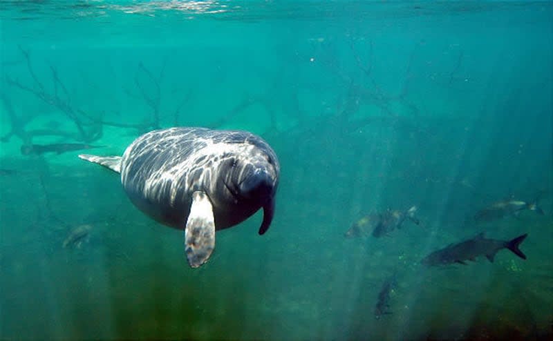 A manatee swims at Blue Springs State Park in Orange City, Fla. Wildlife officials in Florida have been considering whether to reclassify the manatee as a threatened species instead of endangered.