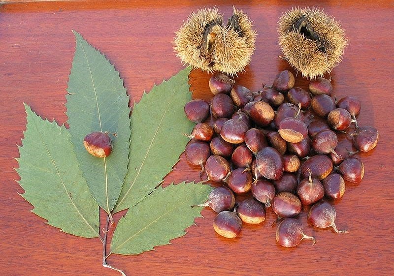 American chestnut tree leaves and nuts. The leaves are toothed and matte, as opposed to shiny.