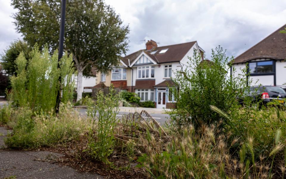 A Green Party rewilding experiment saw Brighton and Hove city council ban herbicides, allowing weeds to spring up and damage pavements