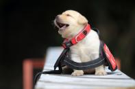 <p>Es steht zu erwarten, dass sich einige Verbrecher bei diesem Anblick freiwillig stellen, um auf dem Revier noch ein wenig Zeit mit den Hunden verbringen zu können. (Foto: Caters News Agency) </p>