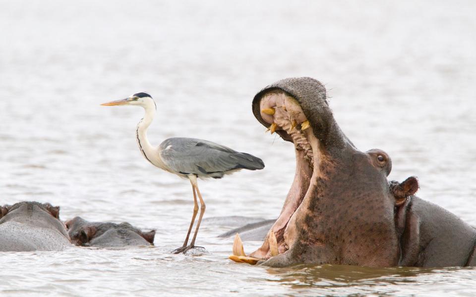 The Comedy Wildlife Photography Awards 2022 Jean-Jacques Alcalay-Marcon Montmeyran France Title: Misleading african viewpoints 2 Description: Hippo yawning next to a heron standing on the back of another hippo Animal: Hippo Location of shot: Kruger National Park, South Africa - Biosphoto