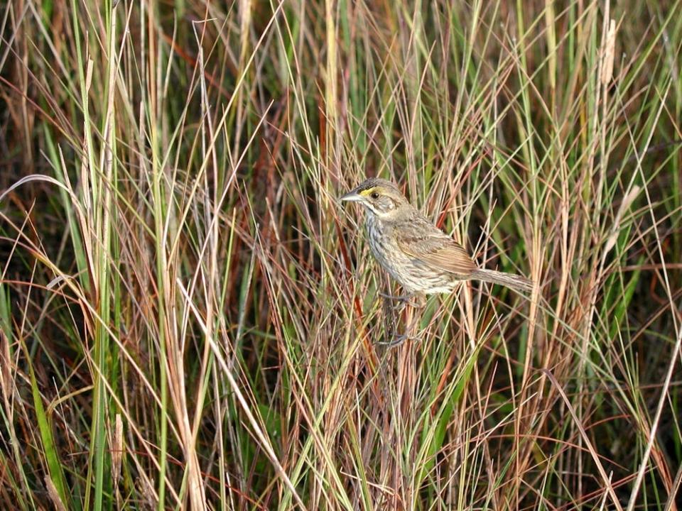 A Cape Sable seaside sparrow perches on one of the grasses where it makes its home and nesting habitat in the Everglades.