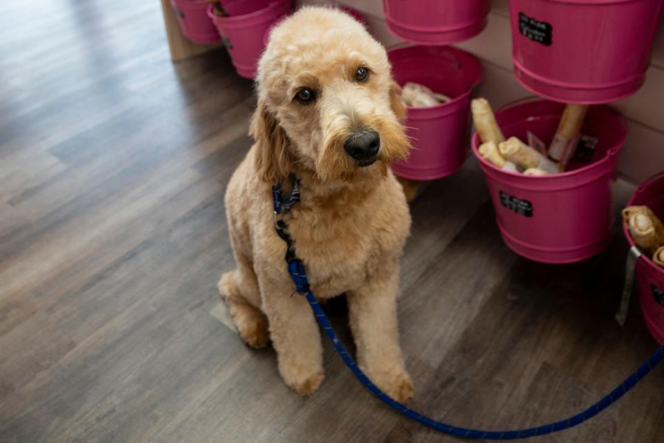 Jul 9, 2024; Glen Rock, NJ, USA; Barkley, a one-year old goldendoodle, shows off his new cut after getting groomed at Woof Gang Bakery and Grooming on Tuesday afternoon.