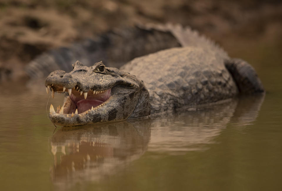 An alligator remains idling at the Encontro das Aguas park at the Pantanal wetlands near Pocone, Mato Grosso state, Brazil, Saturday, Sept. 12, 2020. Wildfire has infiltrated the part as the number of fires at the world's biggest tropical wetlands has more than doubled in the first half of 2020, according to data released by a state institute. (AP Photo/Andre Penner)