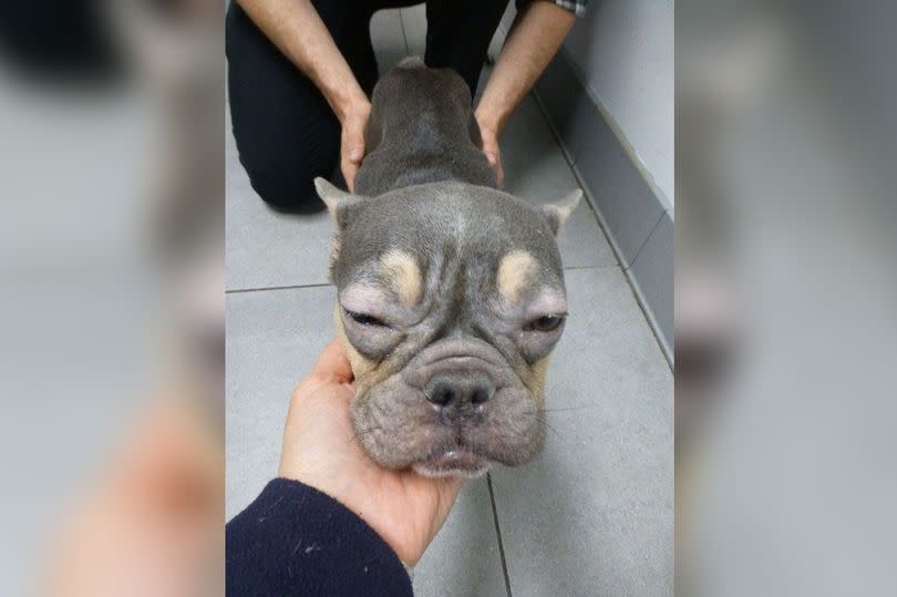 Violet, a French bulldog, was found to be 'severely underweight'