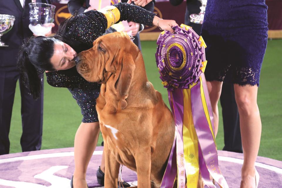 Trumpet, a bloodhound, took top honors at last year's Westminster Kennel Club show.