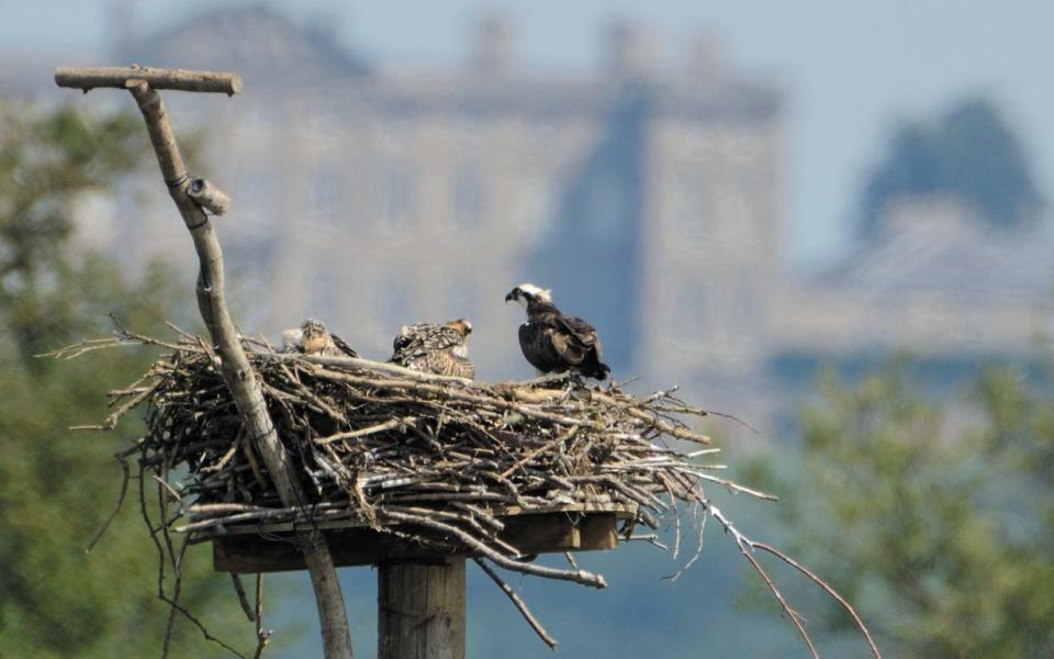 Ospreys Pandion Haliaetus nesting in Manton Bay Rutland Water July