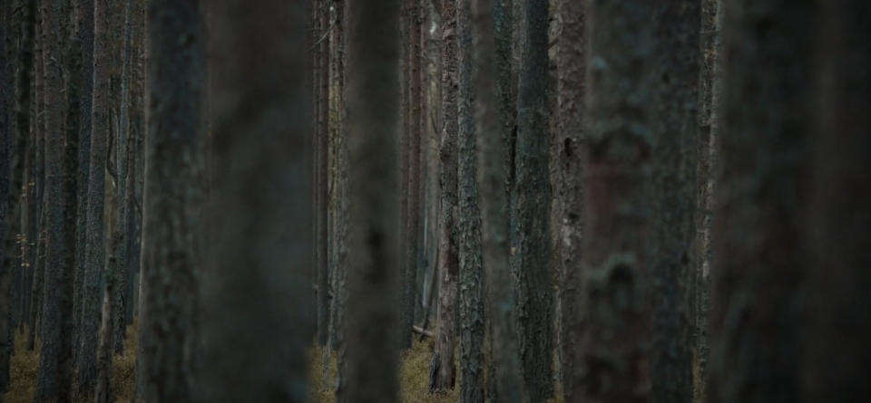 Dense forest with tall, slender tree trunks closely packed together