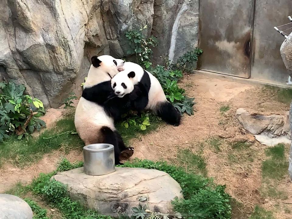 Giant pandas Ying Ying and Le Le have finally mated after ten years at Ocean Park in Hong Kong: Ocean Park Hong Kong/AFP via Get