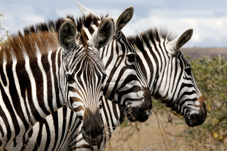 FILE PHOTO: Zebras are seen at the Nairobi National Park, near Nairobi, Kenya, December 3, 2018. REUTERS/Amir Cohen