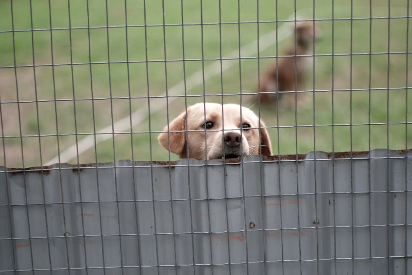 This cute dog is a street dog that was saved by AFMI, and was rehabilitated at their shelter in Tomohon.